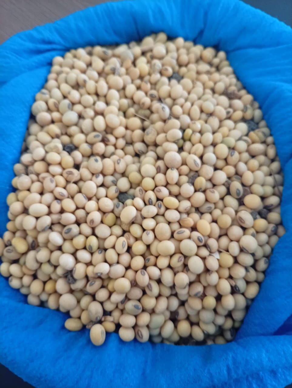 Whole soya beans in a lined sack