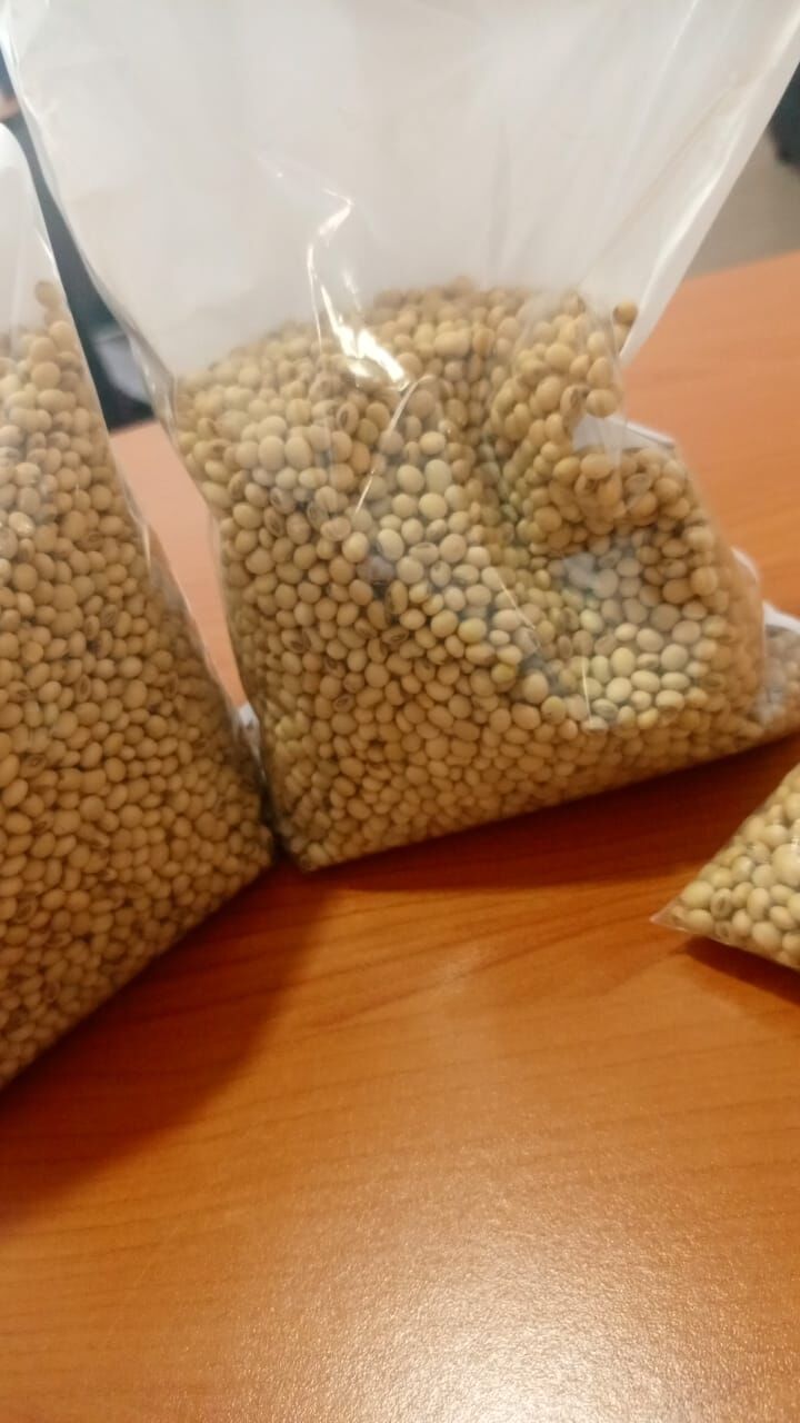 Soya bean samples packed in clear bags on a desk