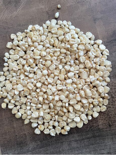 Whole white maize kernels