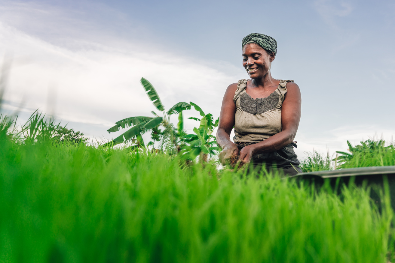 female farmer planting rice in Africa, Malawi